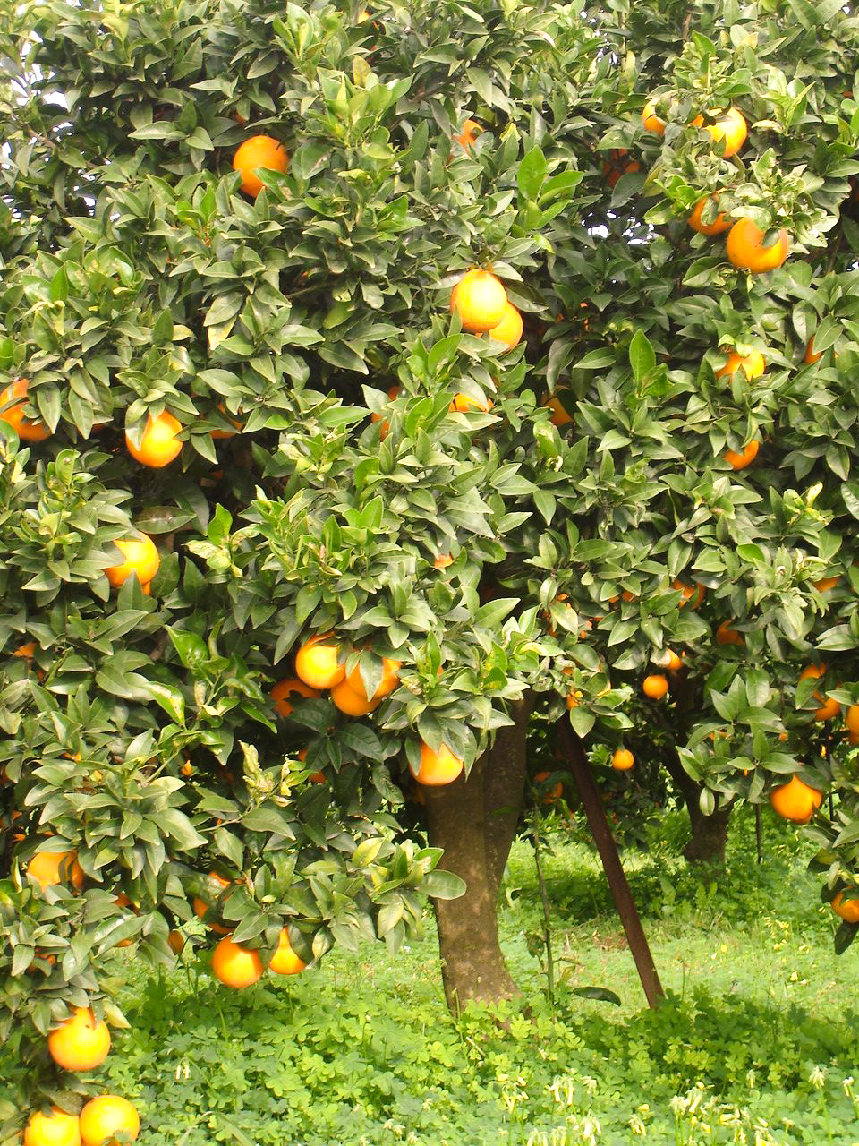 Immagini LT exp azienda Agricola Italiano-10