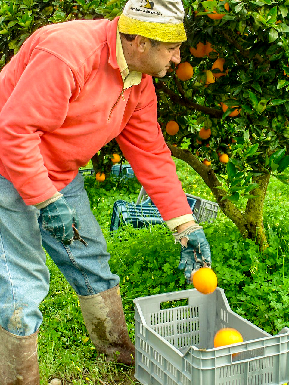 Immagini LT exp azienda Agricola Italiano-13