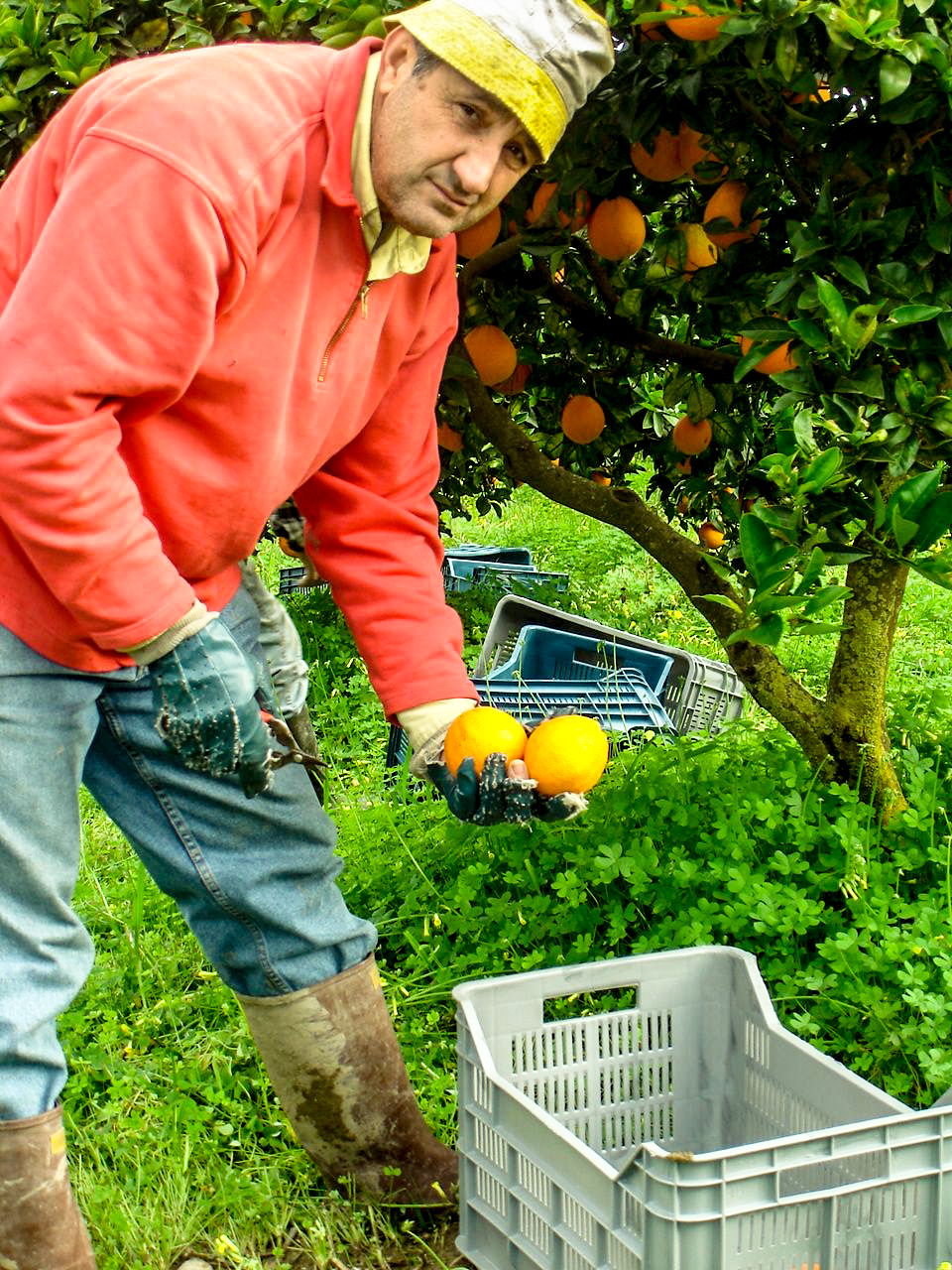 Immagini LT exp azienda Agricola Italiano-14