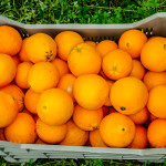 Immagini LT exp azienda Agricola Italiano-15