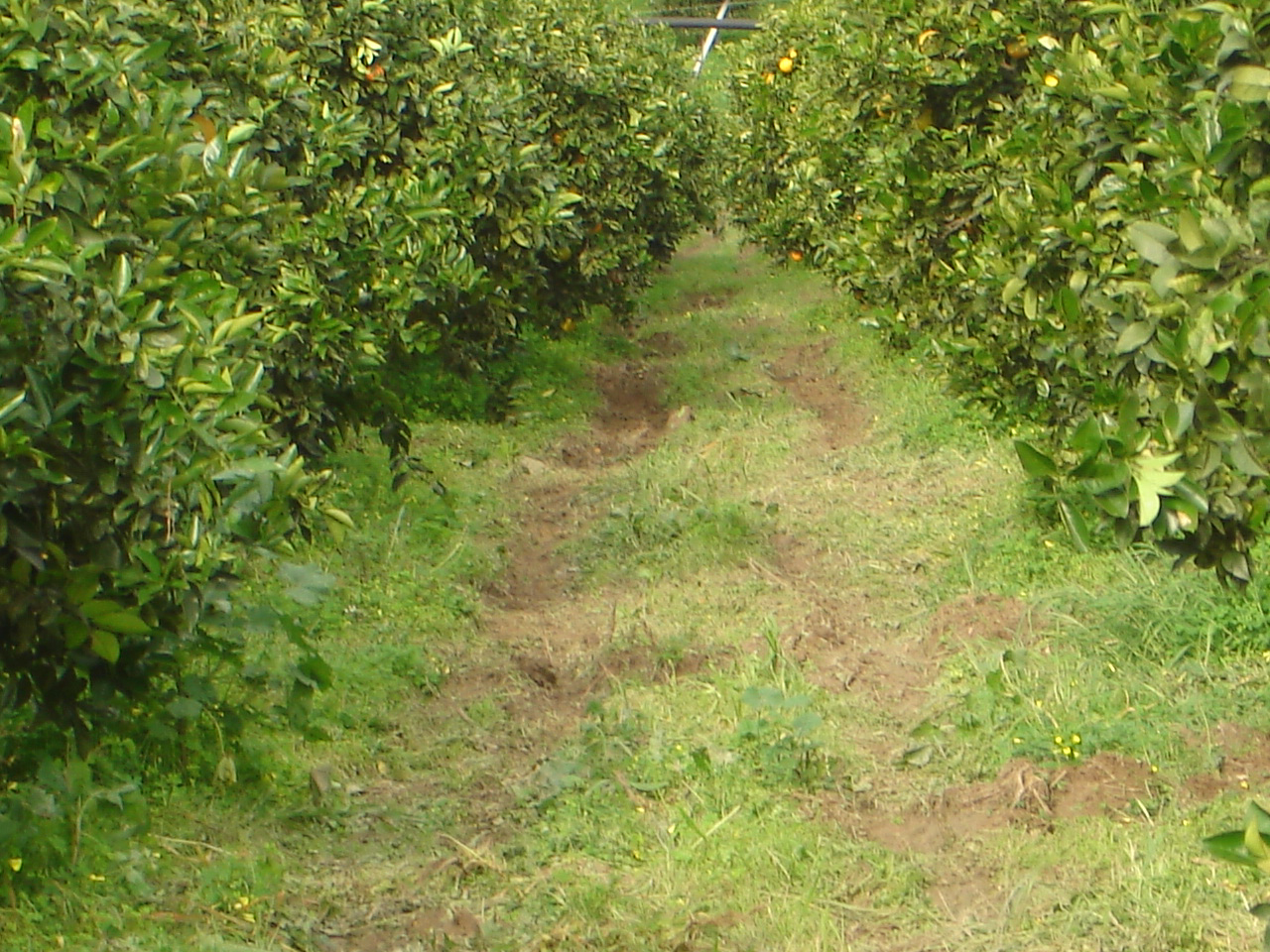 Immagini LT exp azienda Agricola Italiano-18