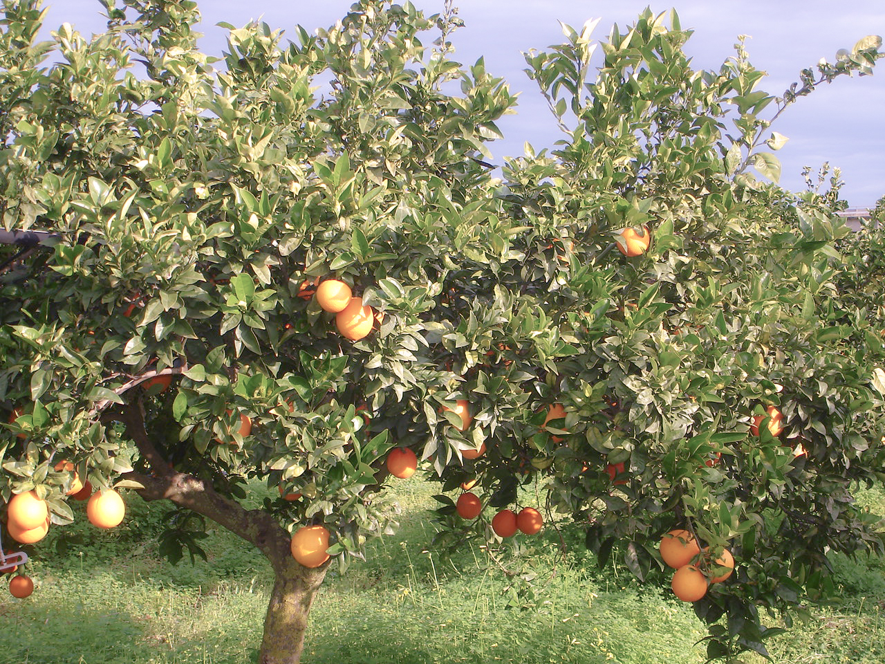 Immagini LT exp azienda Agricola Italiano-2