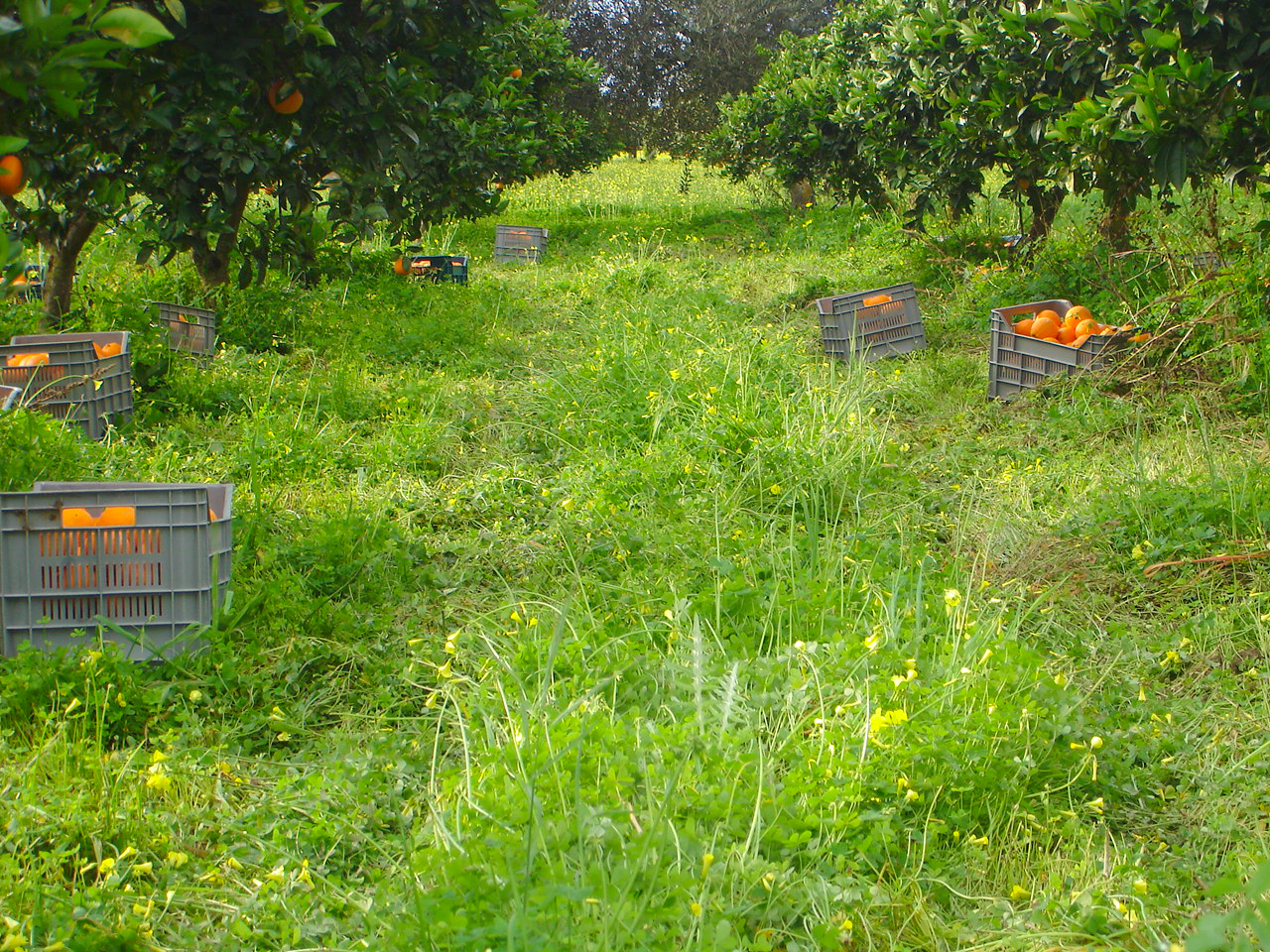 Immagini LT exp azienda Agricola Italiano-20