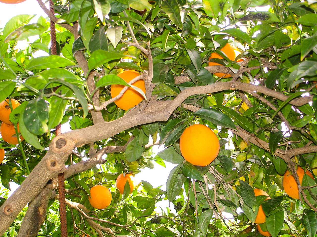 Immagini LT exp azienda Agricola Italiano-23