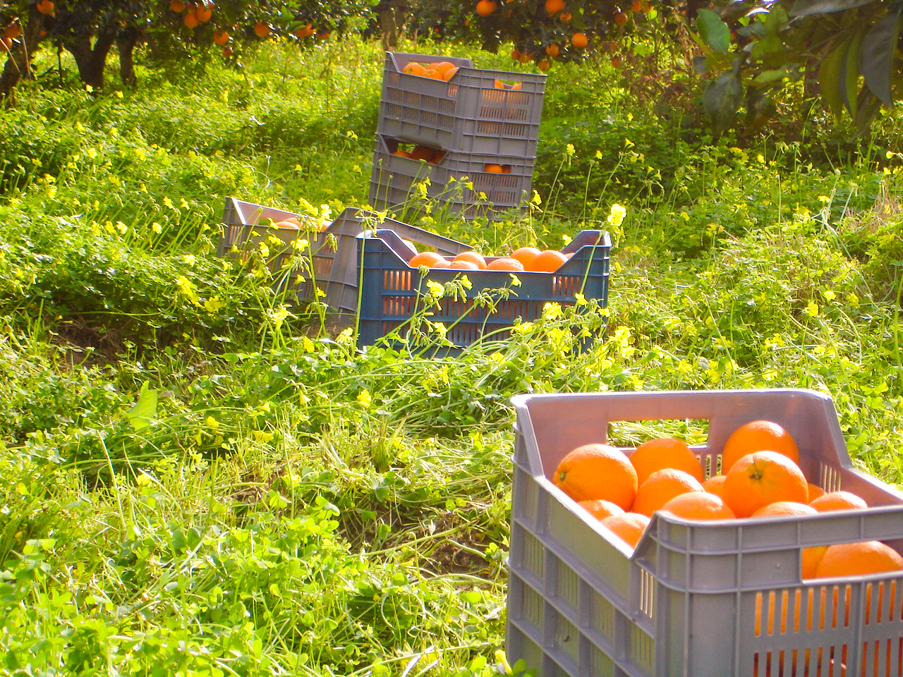 Immagini LT exp azienda Agricola Italiano-24