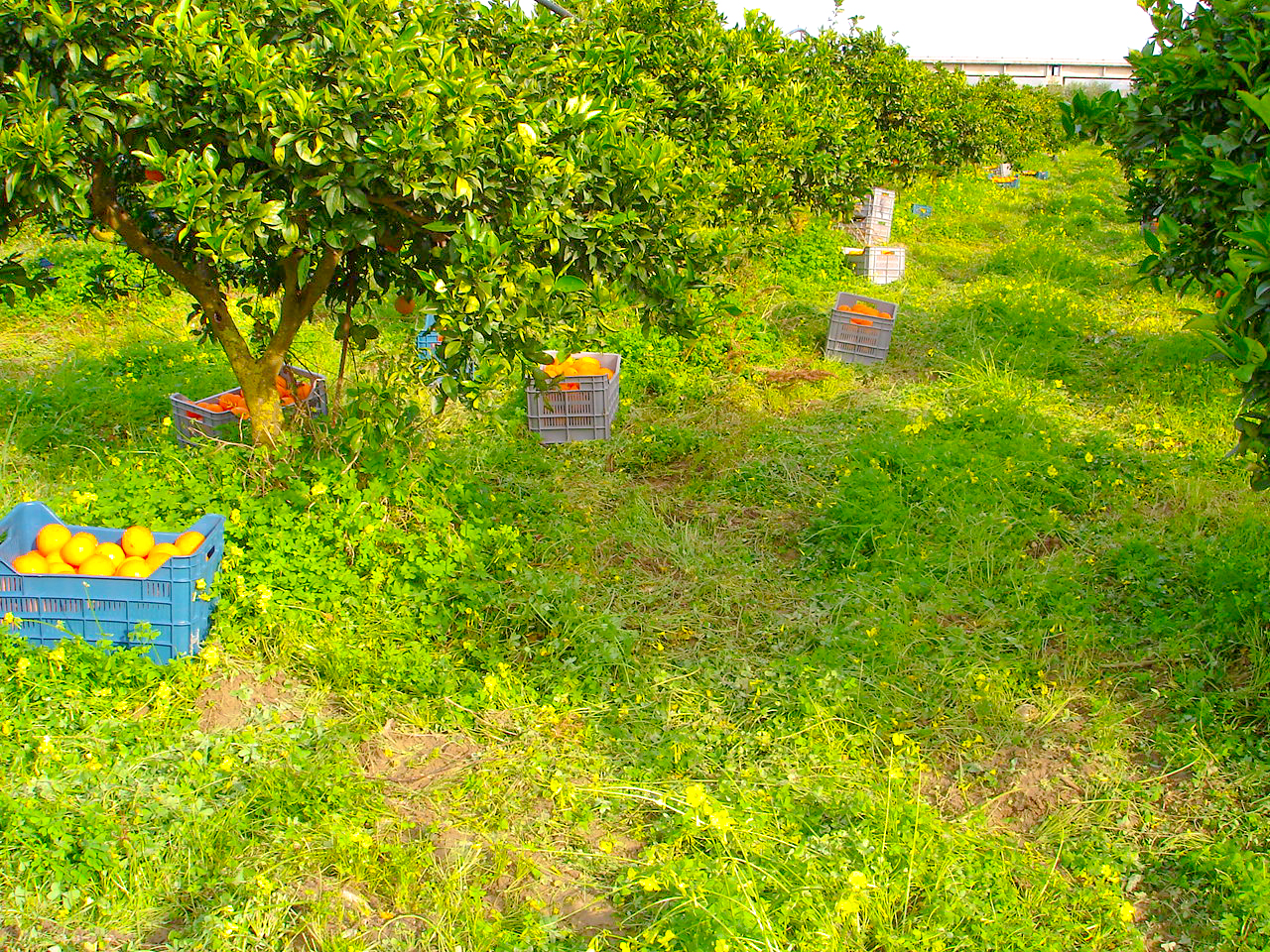 Immagini LT exp azienda Agricola Italiano-26