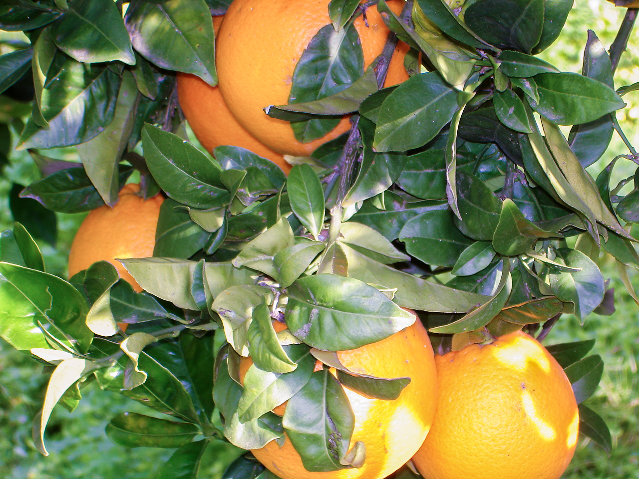 Immagini LT exp azienda Agricola Italiano-3