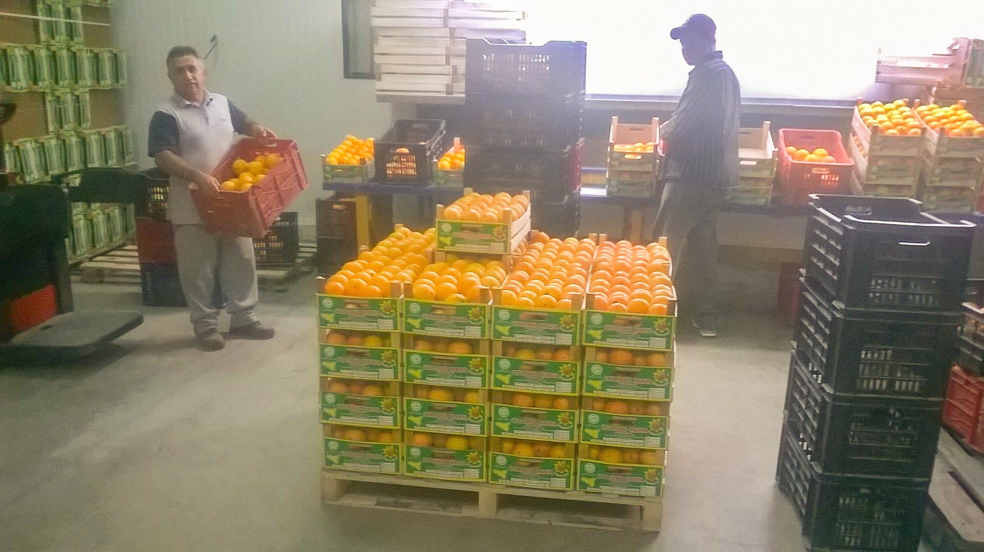 Immagini LT exp azienda Agricola Italiano-30