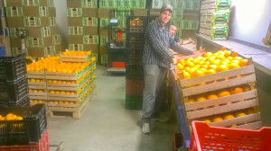 Immagini LT exp azienda Agricola Italiano-31