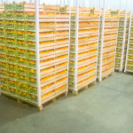 Immagini LT exp azienda Agricola Italiano-32