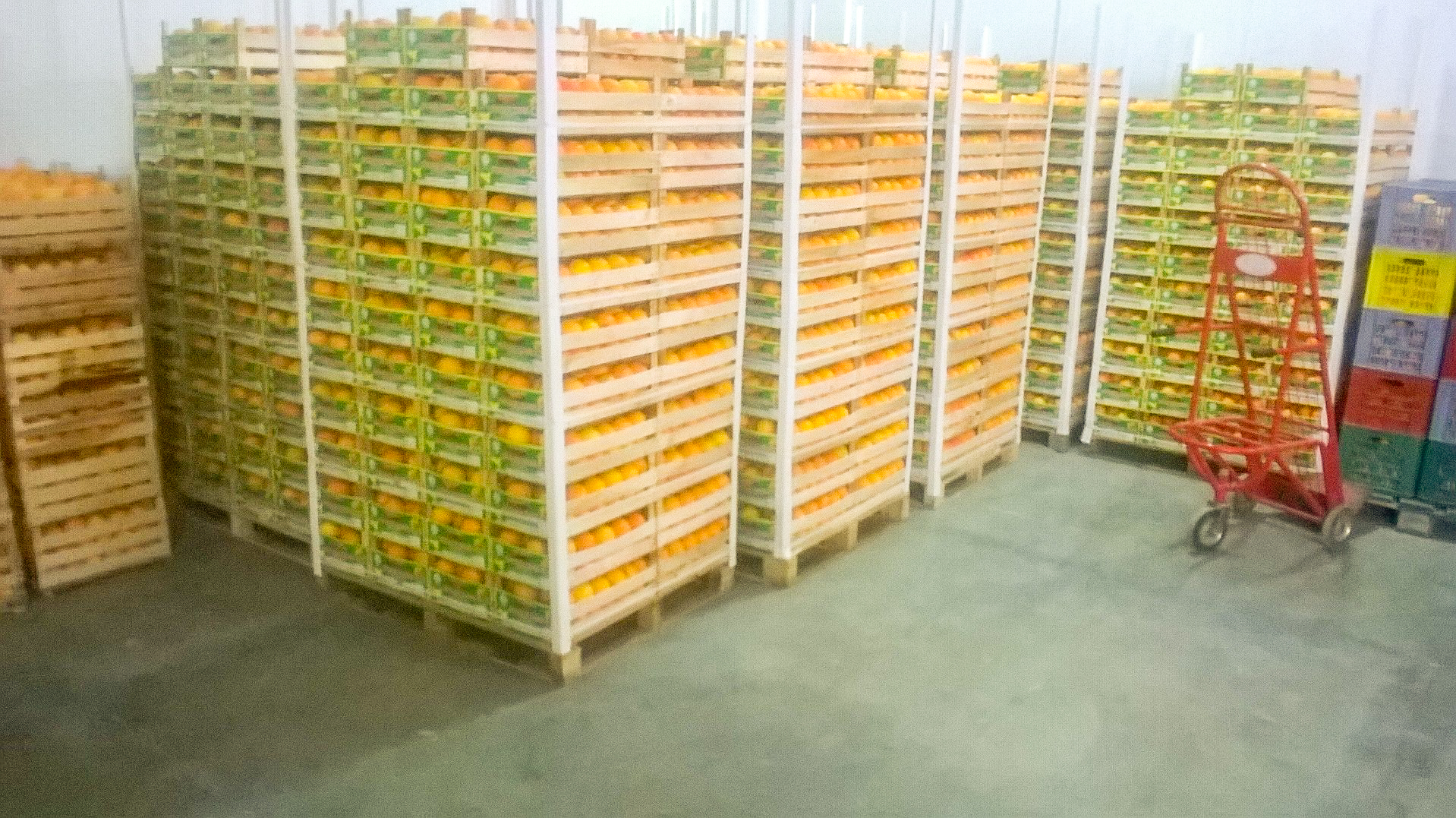 Immagini LT exp azienda Agricola Italiano-32