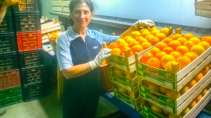 Immagini LT exp azienda Agricola Italiano-34