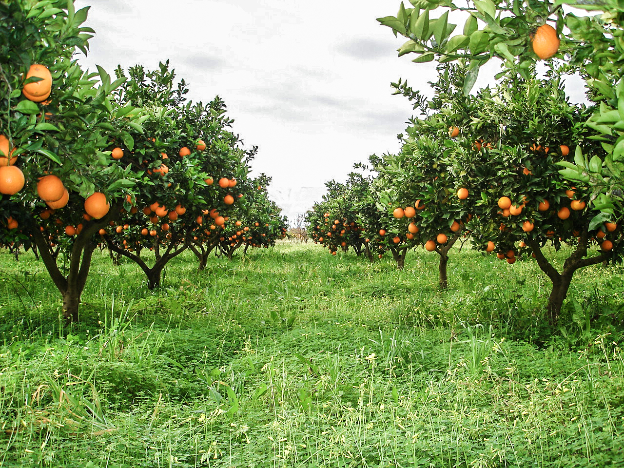 Immagini LT exp azienda Agricola Italiano-35