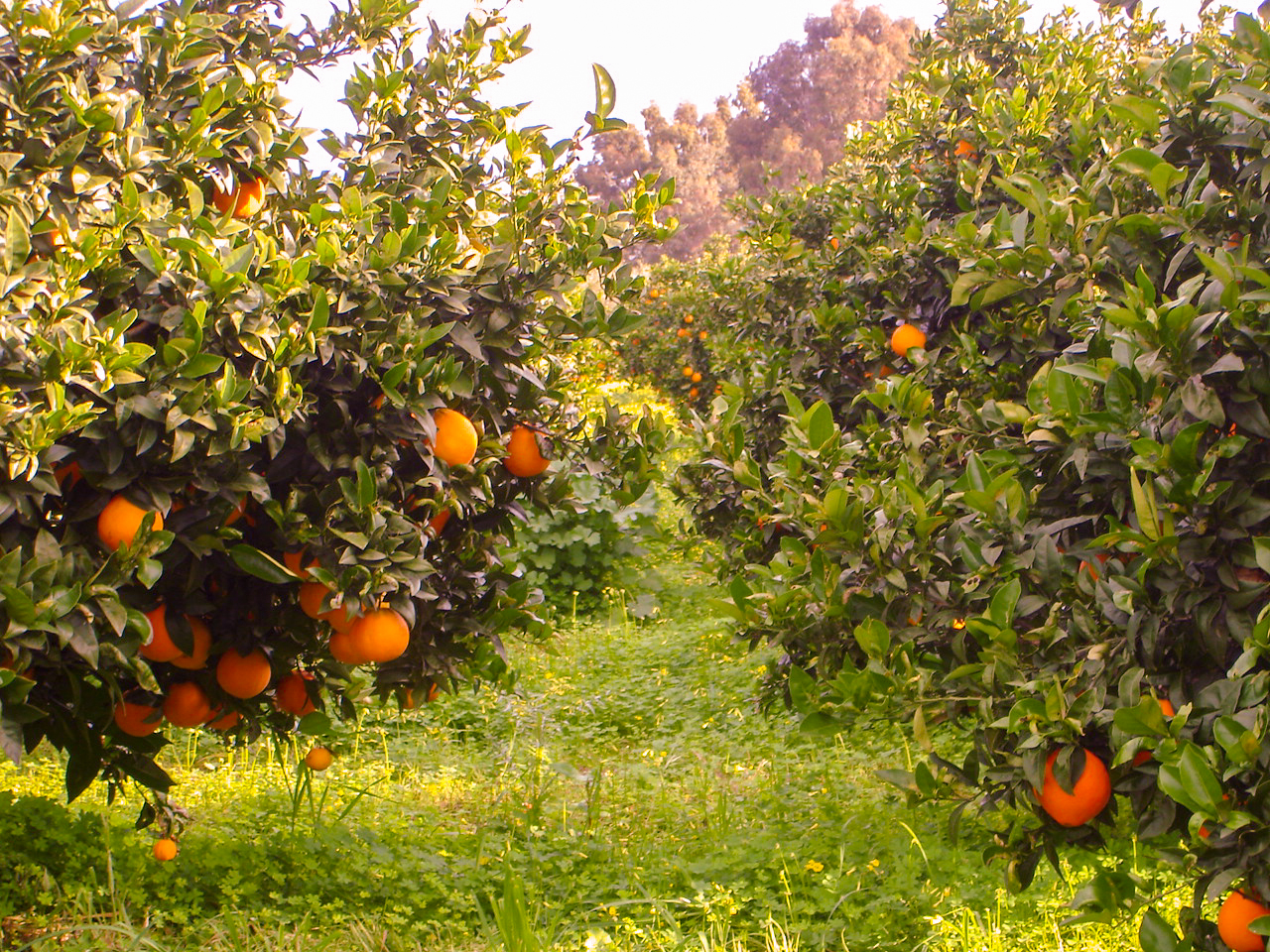 Immagini LT exp azienda Agricola Italiano-5