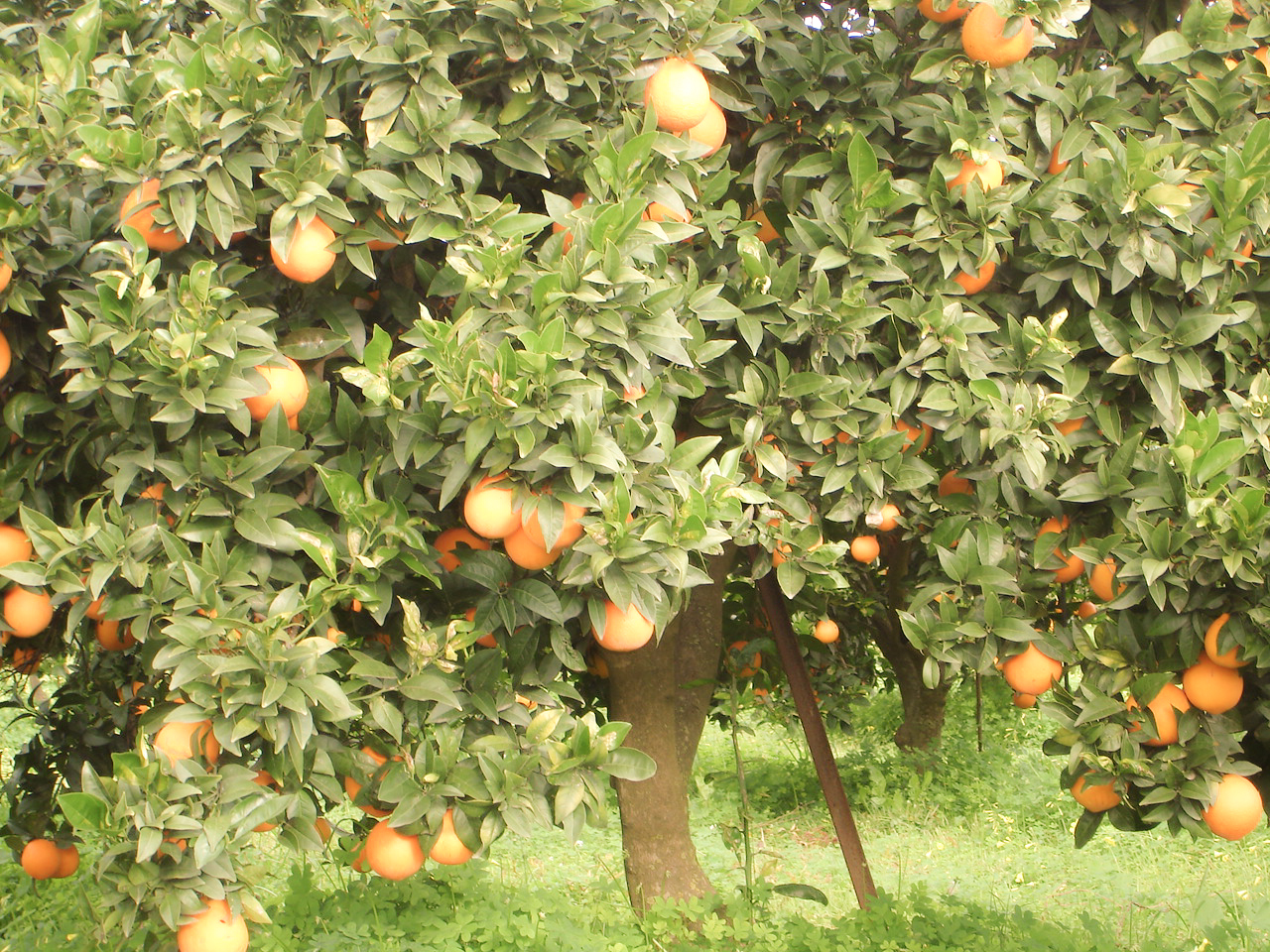 Immagini LT exp azienda Agricola Italiano-9