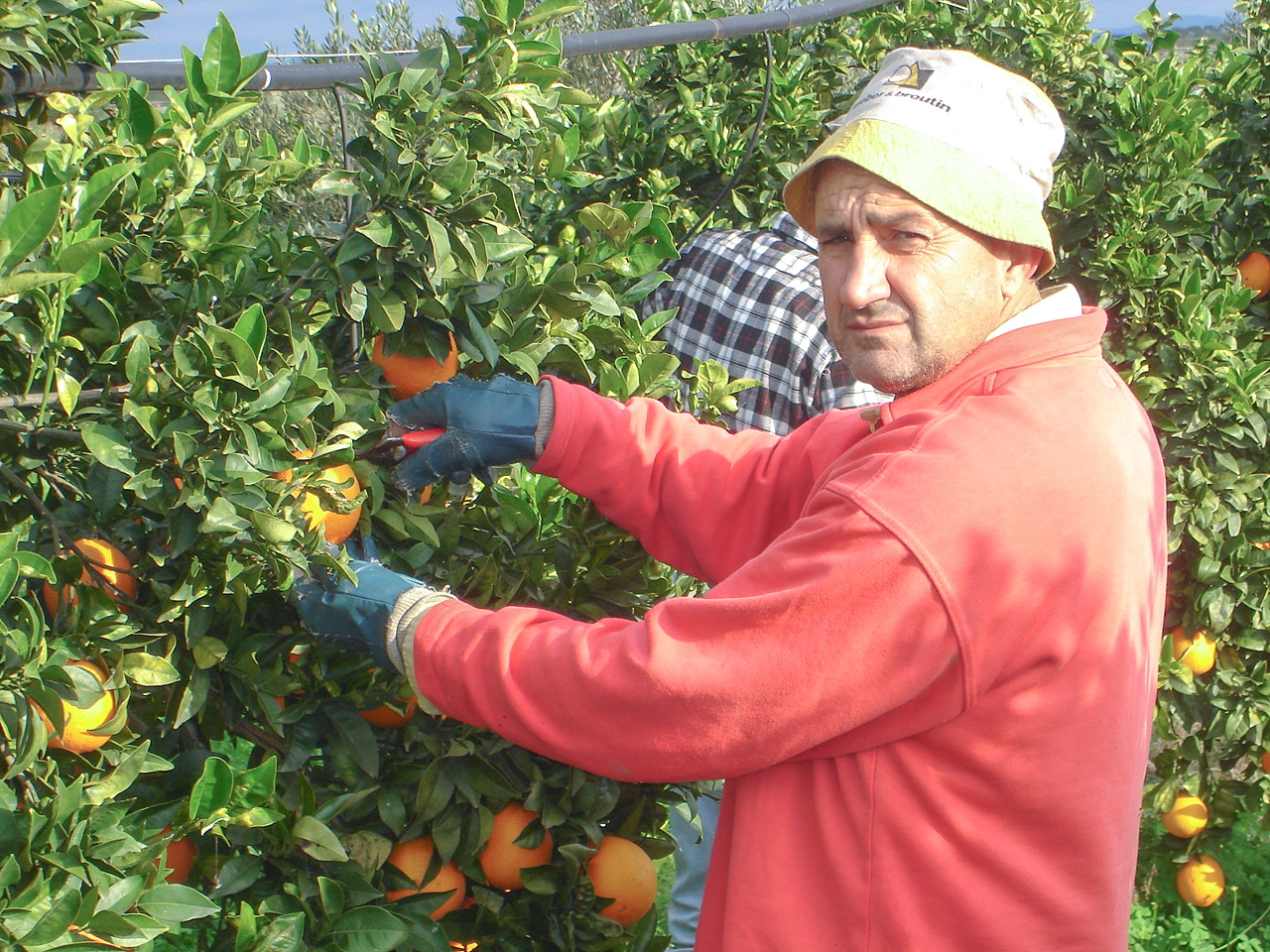 Immagini LT exp azienda Agricola Italiano