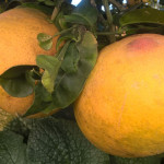 Pompelmo