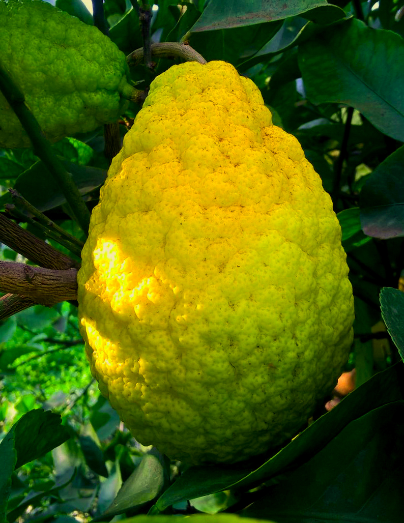 cedro Immagini telefono azienda agricola Italiano