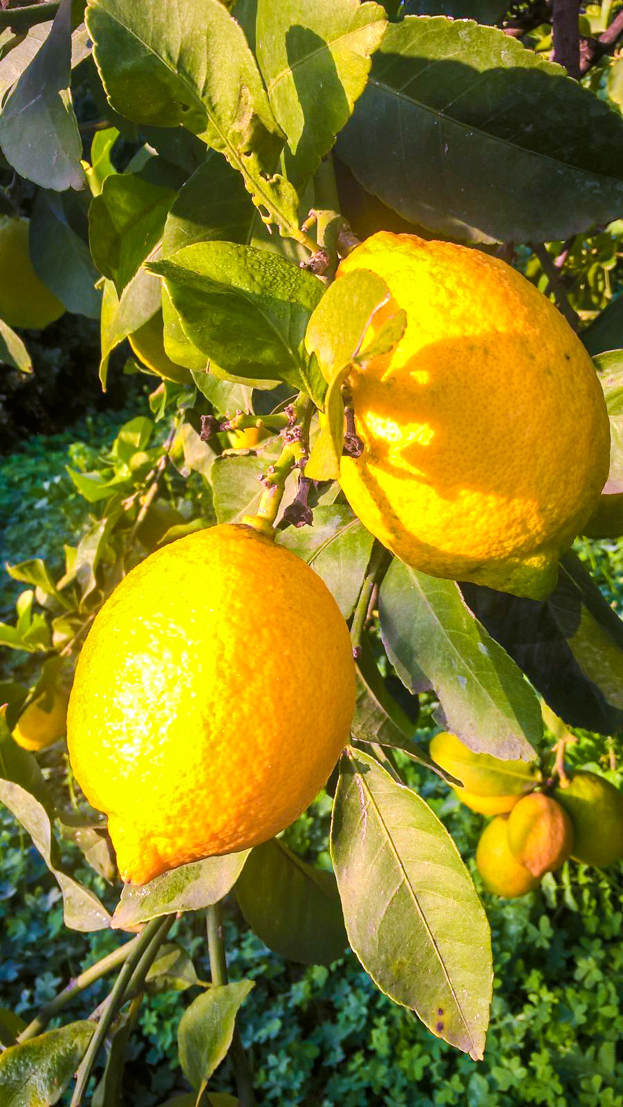 limoni Immagini telefono agricola Italiano-15
