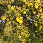 Limone