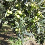olivo italiano