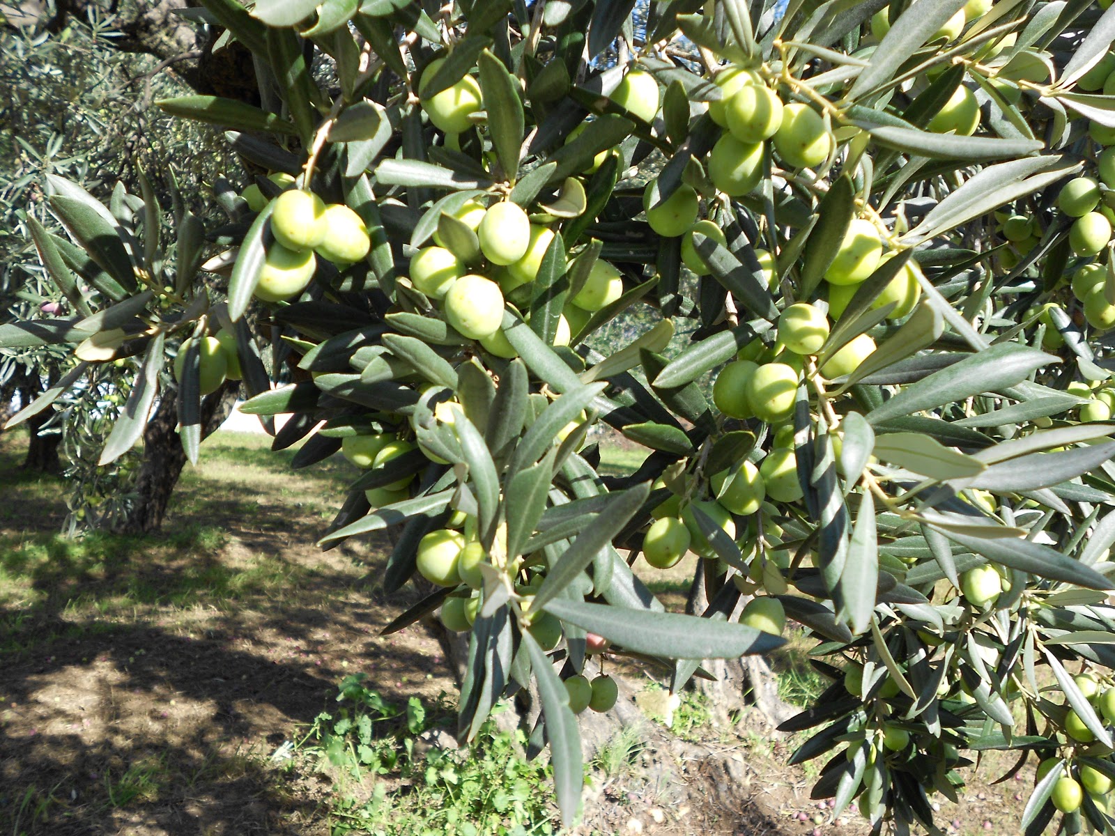 olivo italiano